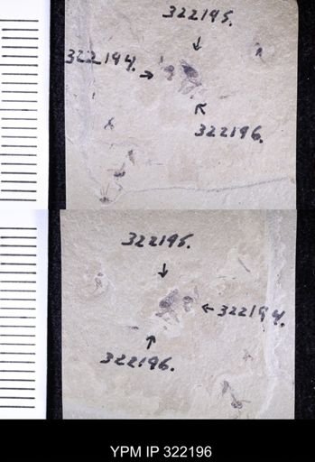 undet. Hymenoptera
