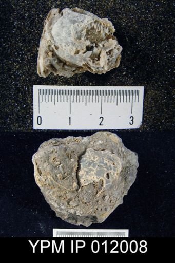 Richthofenia likharewi