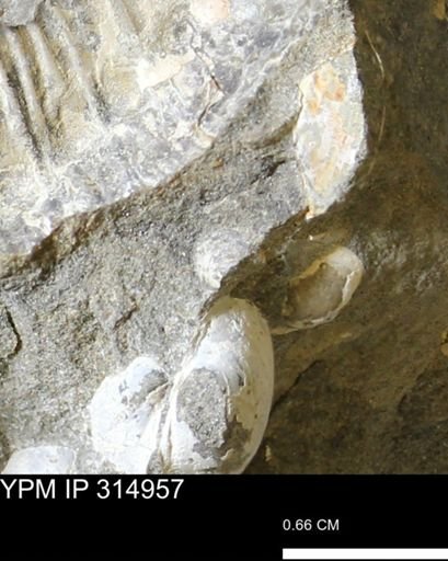 undet. Bivalvia