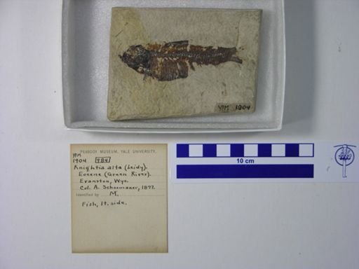 Knightia alta