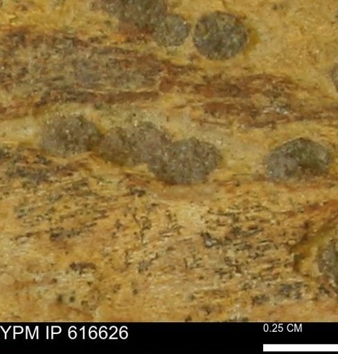 Teredo sp.