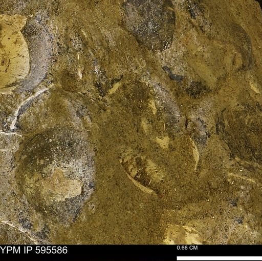 Protocardia sp.