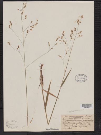 Anthoxanthum nitens