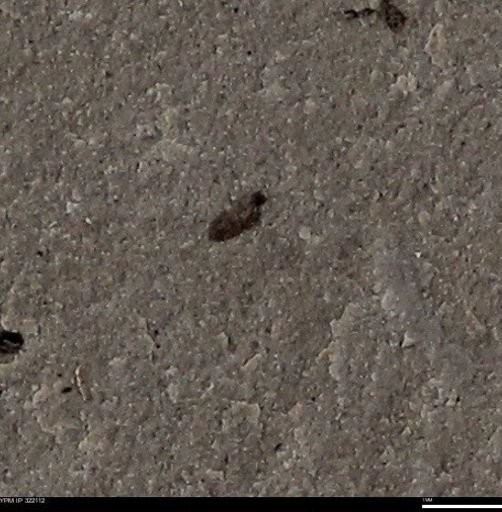 undet. Insecta