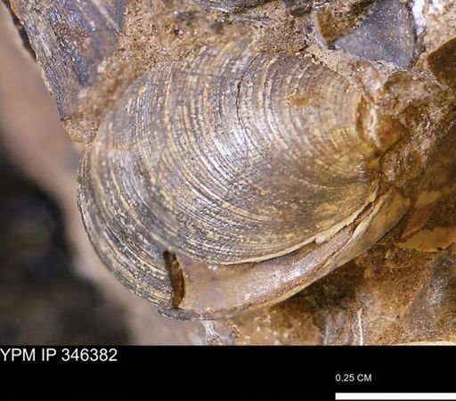 Limopsis striatopunctatus