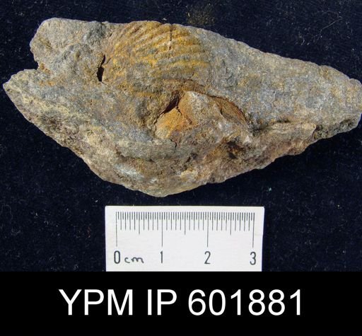 Rensselaeria crassicosta