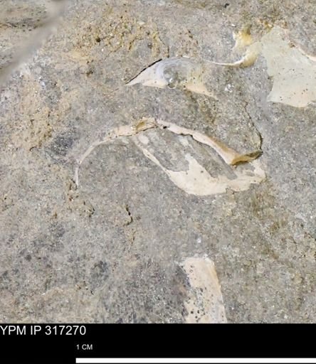 undet. Mollusca