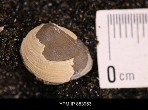 Limopsis striatopunctatus
