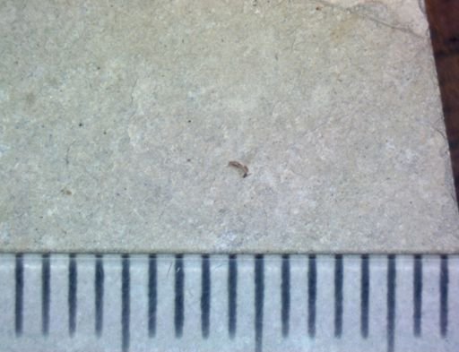 undet. Hexapoda