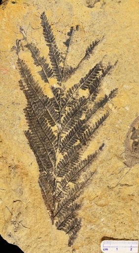 Calcaropteris boeselii