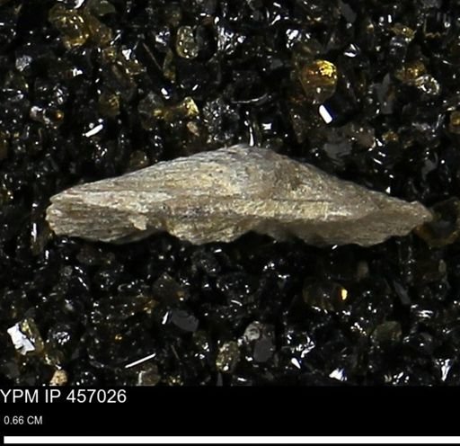 Stropheodonta sp.