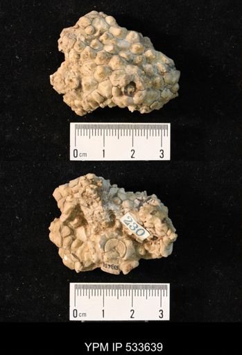 Thinocrinus sp.