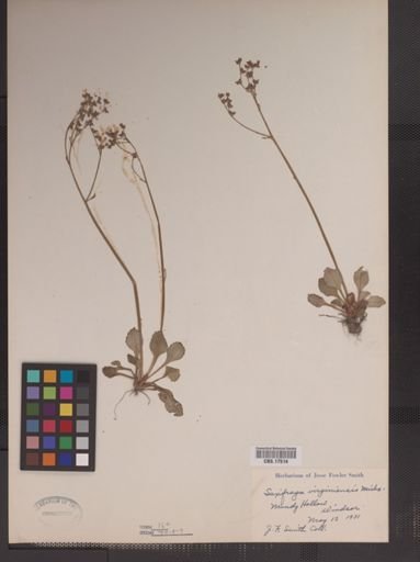 Saxifraga virginiensis