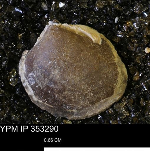 Limopsis striatopunctatus