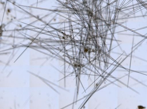 Tethya sp.