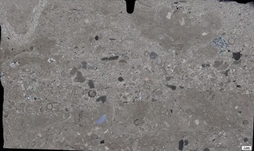 taxon undetermined