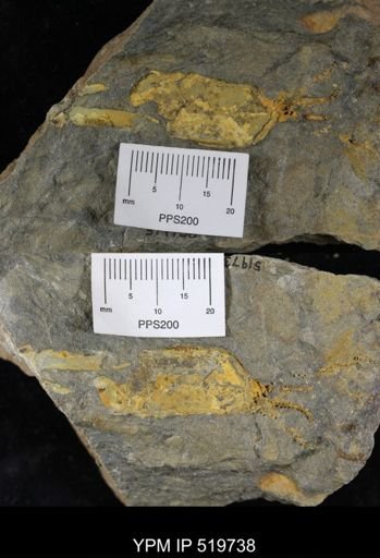 undet. Eocrinoidea