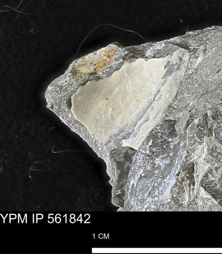 Pseudoptera sp.