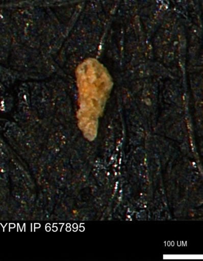 Foraminiferida