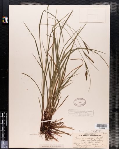 Carex virescens