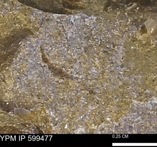 Protocardia subquadrata
