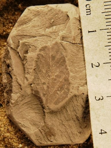 Planera knowltoniana