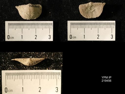 Chonetes granulifer