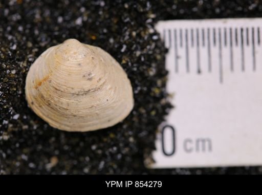 Limopsis striatopunctatus