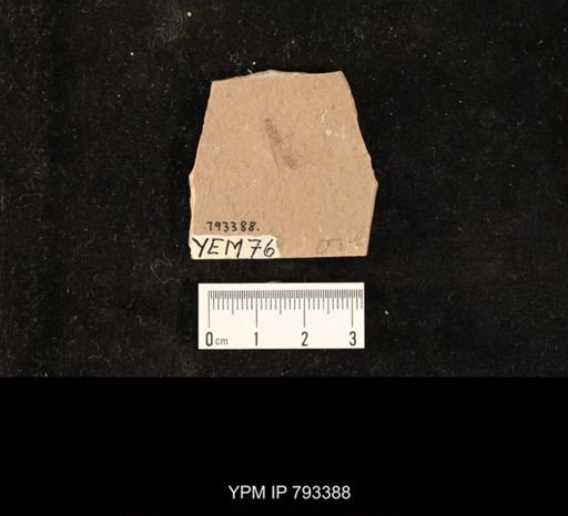 Hymenoptera