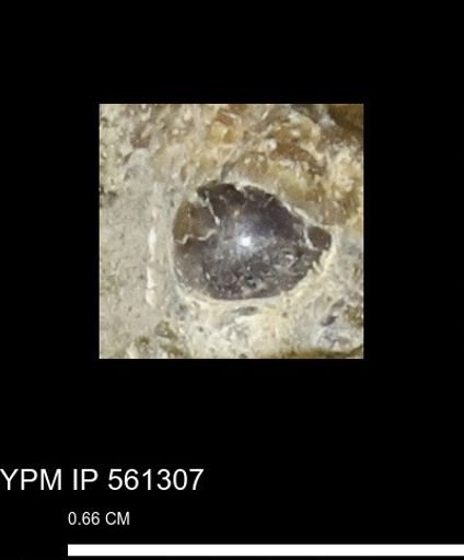 undet. Gastropoda