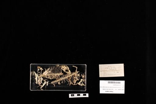 Tiliqua rugosa