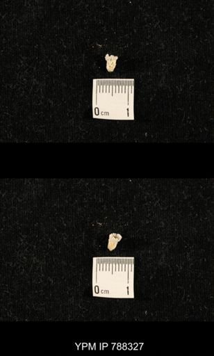 taxon undetermined