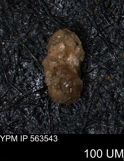 Ammobaculites euides