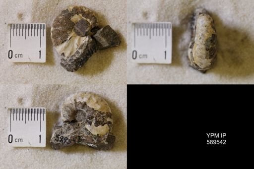 undet. Scaphitidae