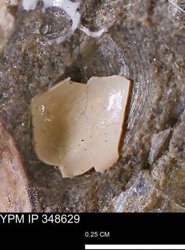 undet. Mollusca