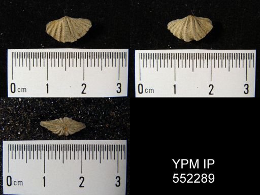 Delthyris sulcata