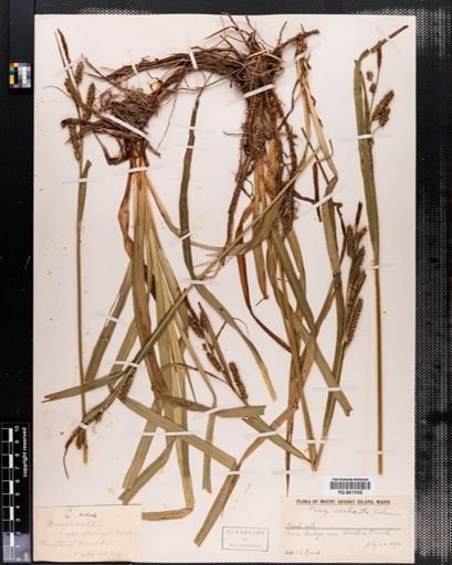 Carex scabrata