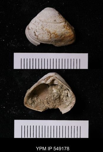 undet. Bivalvia