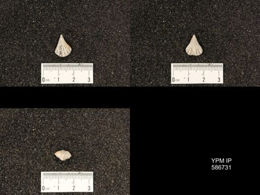 Rhynchotreta americana