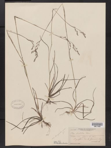 Poa languida