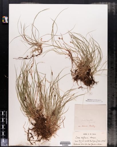 Plantae