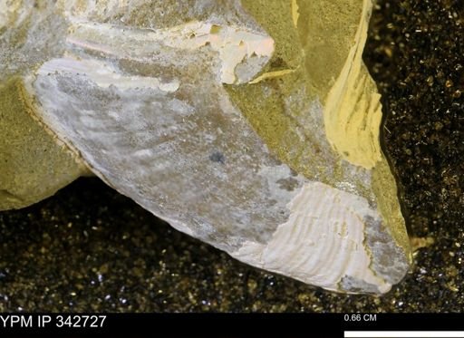 Hoploscaphites sp.