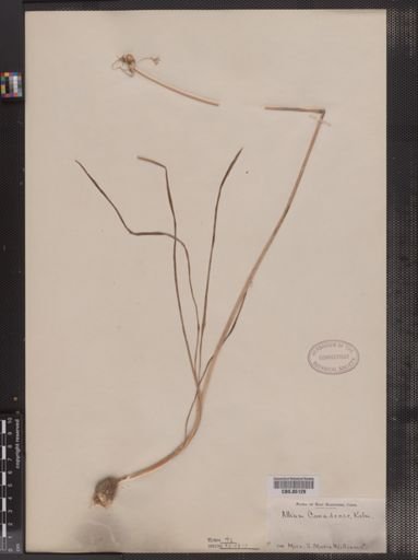 Allium canadense