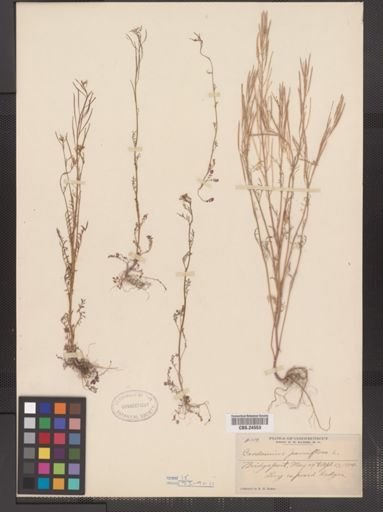 Cardamine parviflora