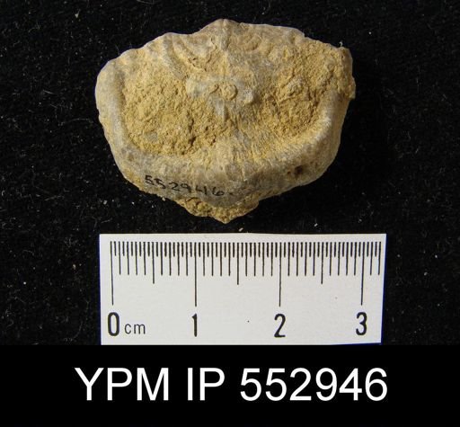 Leptaena rhomboidalis