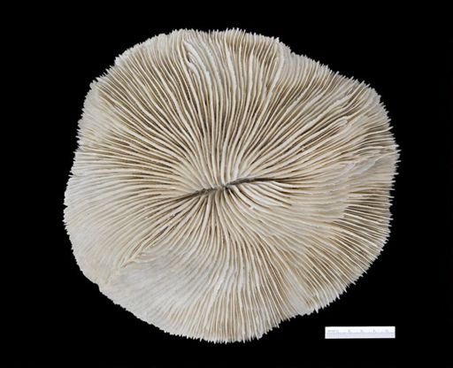 Fungia fungites
