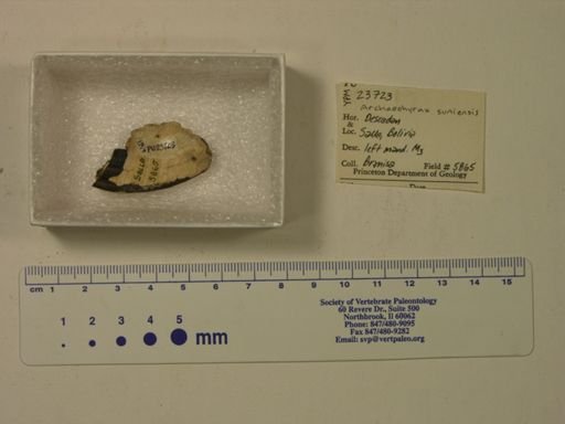 Archaeohyrax suniensis