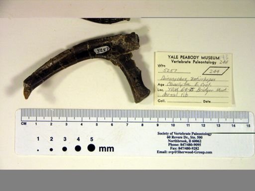 Deinonychus antirrhopus
