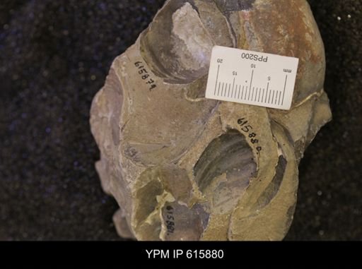 Inoceramus sp.