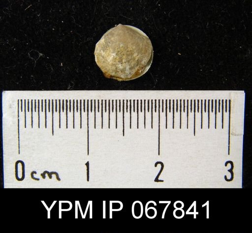 Atrypina imbricata